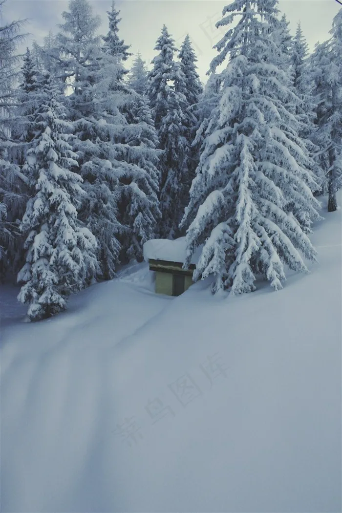 被大雪覆盖的松树林高清图片
