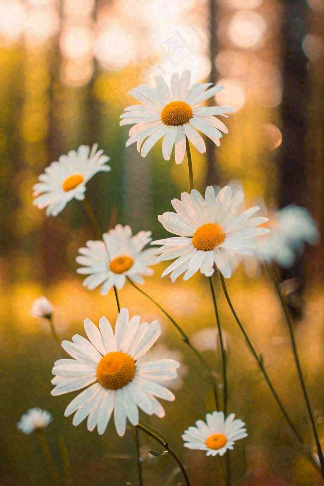 落日小花小草花朵特写，郊游玩耍意境摄影图