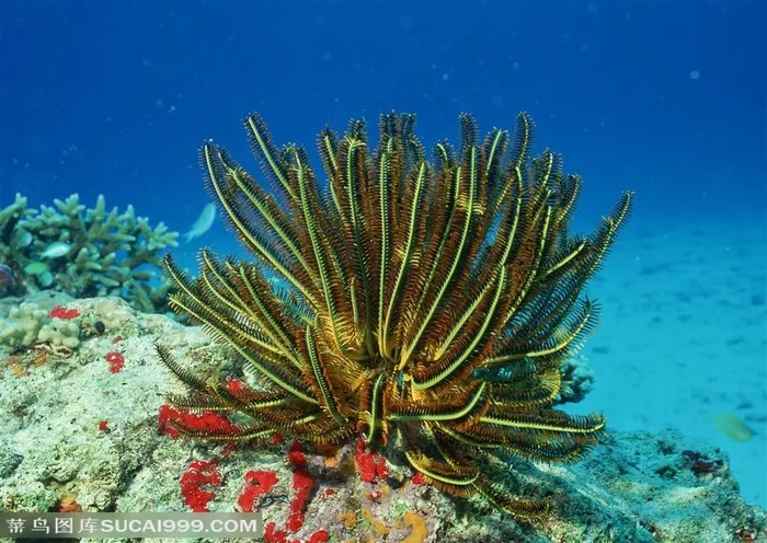 海底生物-海底世界里礁石上的彩色海藻