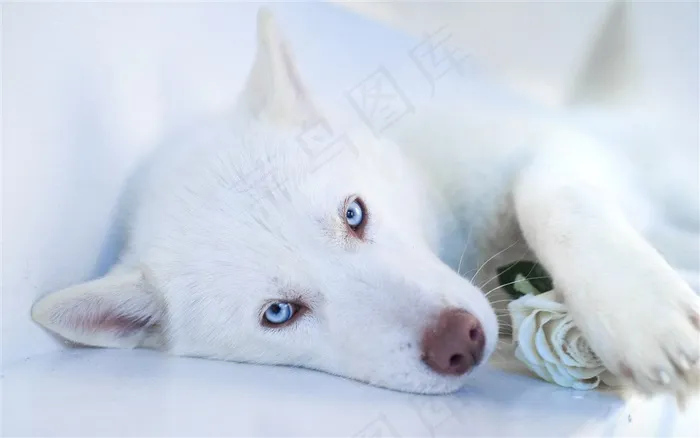 白色狗狗图片