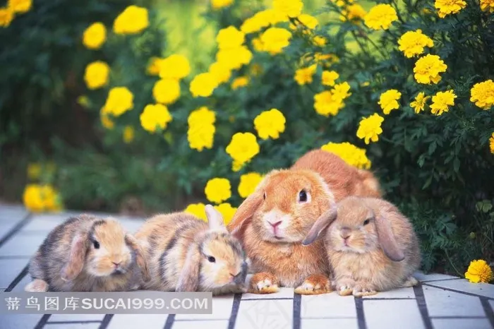可爱小兔子摄影