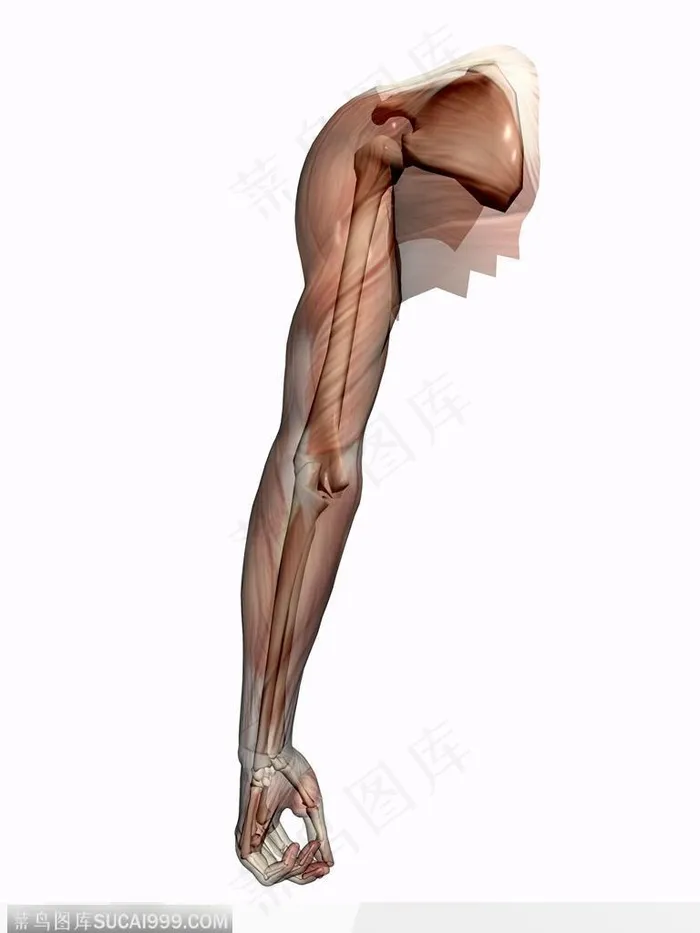 人体肌肉骨骼-手臂肌肉模型