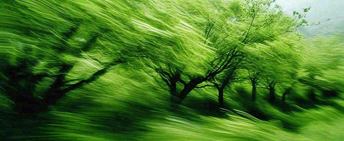 绿色树木虚幻树林摄影图