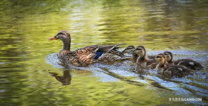 水中嬉戏的母鸭和一群小鸭