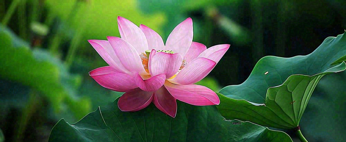 夏天荷塘盛开荷花荷叶绿色清新，夏至立夏大暑小暑处暑摄影图