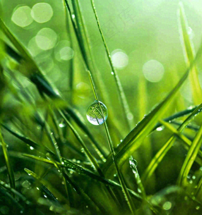 春天草地绿叶上的露珠，惊蛰雨水谷雨摄影图