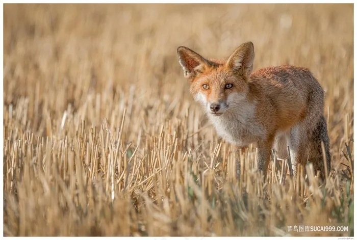 草丛里的狐狸图片