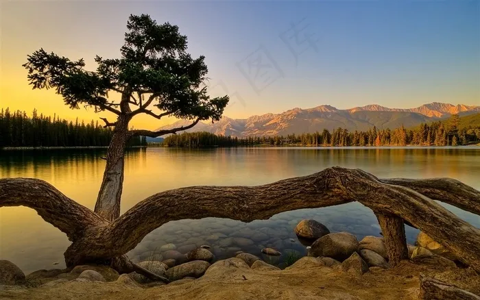 平静的湖泊旁的古树风景图片