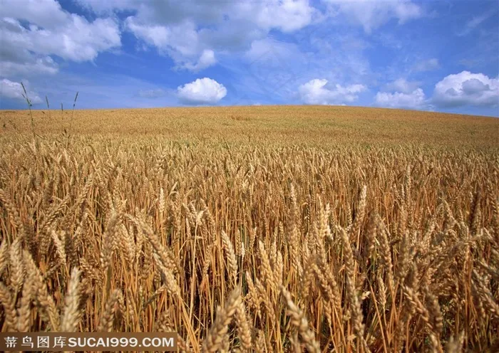 农作物-白云朵朵的蓝天下成熟的麦田