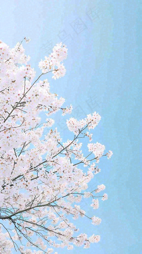 春天开满花朵的树冠仰拍蓝色天空，立春，春分摄影图