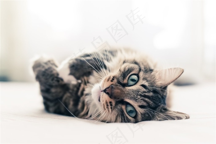 小猫咪图片背景 菜鸟图库