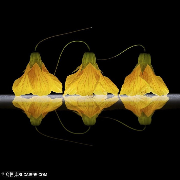 超高清南瓜花鲜花图片 菜鸟图库 超高清南瓜花鲜花图片 菜鸟图库