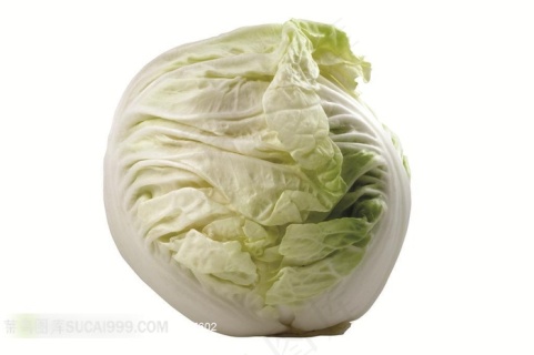 包头菜高清摄影素材