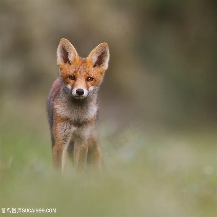 高清赤狐狐狸图片动物大全