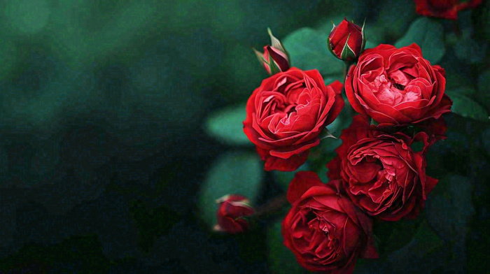 红玫瑰鲜花艳丽，花朵暗黑摄影图