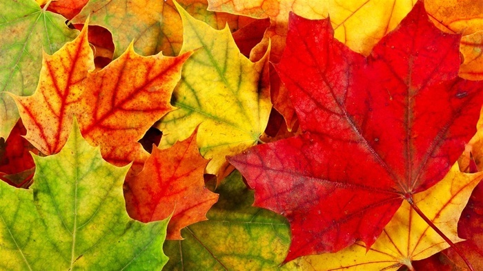 唯美的香山红叶素材 菜鸟图库