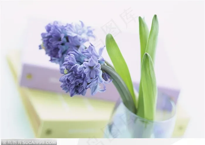 玻璃杯里的紫色兰花和文件夹