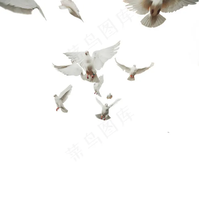 高清飞翔的白鸽免抠图图片