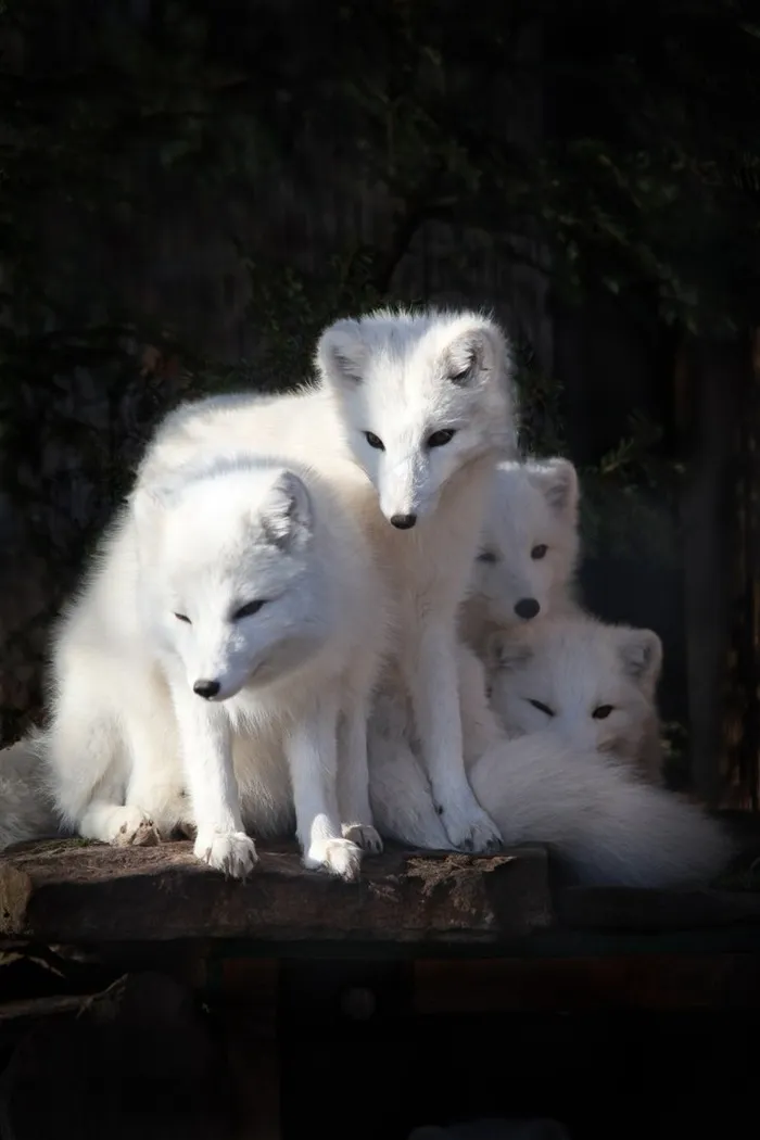 一群白狐图片动物大全