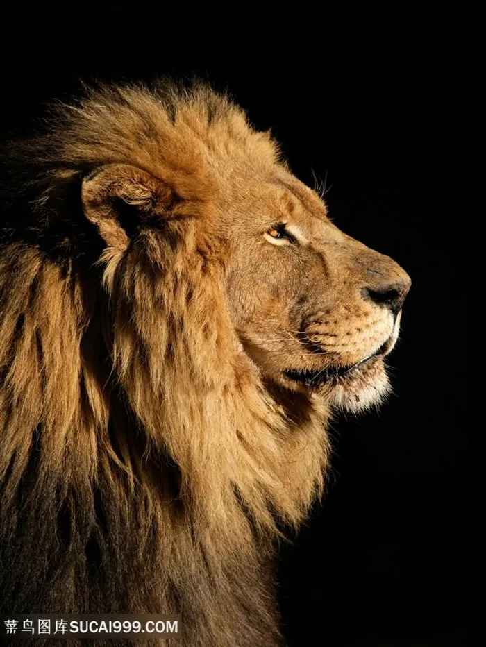狮子王头像特写图片动物大全