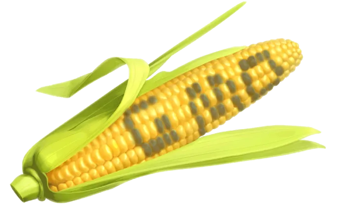 玉米黄色现代农业