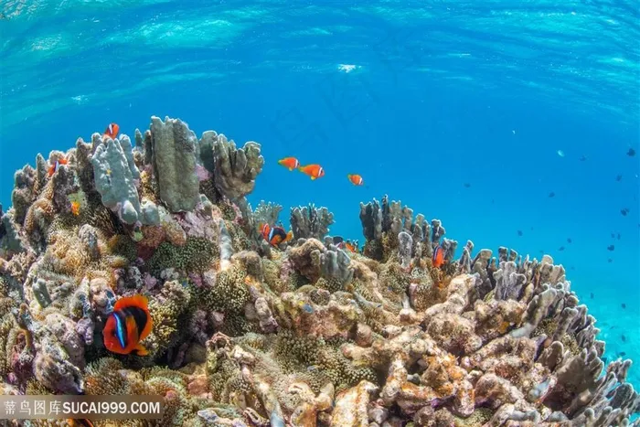 美丽的海底珊瑚鱼群景色高清图片