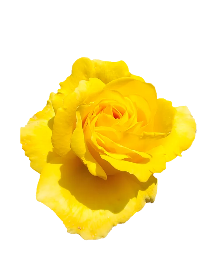 黄玫瑰“免抠”