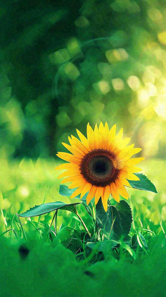 阳光下向日葵特写夏至夏天摄影图