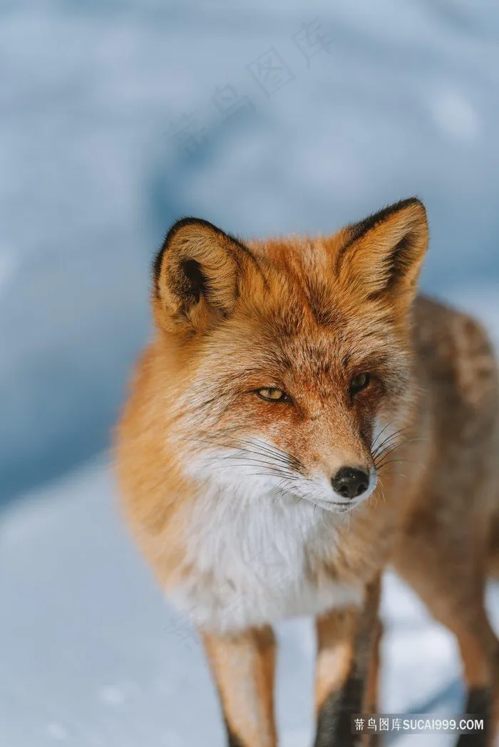 高清细眼赤狐野生动物图片