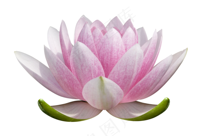 荷花素材 免抠 荷花 复古 中国风 莲花 荷叶 - 菜鸟图库