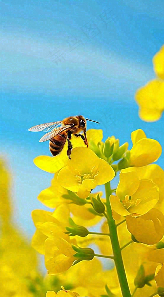 蓝天下蜜蜂在黄色花朵上，春天摄影图