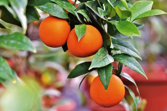 橙色的, 橙色, 橘子树, 柑橘类水果, 水果