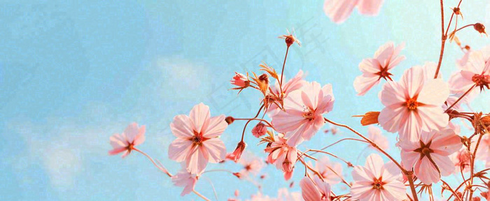 唯美粉色樱花花瓣春天浪漫梦幻蓝色，春分惊蛰摄影图