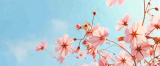 唯美粉色樱花花瓣春天浪漫梦幻蓝色，春分惊蛰摄影图