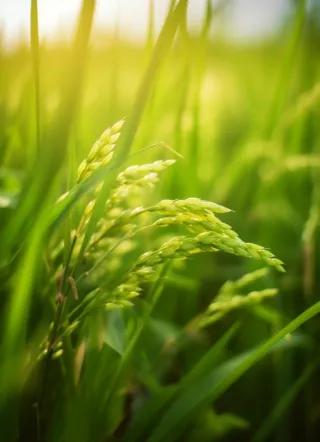 小麦麦穗稻穗摄影图素材背景