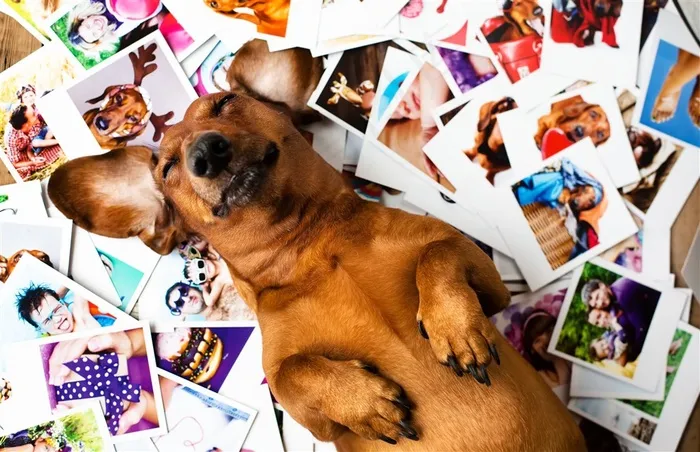照片堆里的可爱狗狗图片