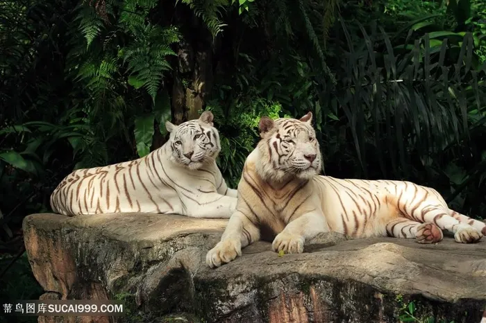唯美野生动物石头上的白老虎图片