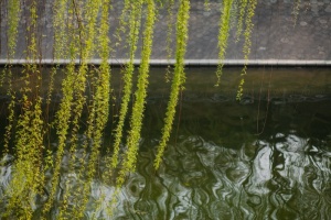 护城河和柳树