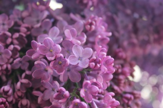 梦幻紫丁香图片