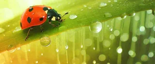 春天雨水叶子绿叶上的七星瓢虫，虫类，谷雨春分摄影图