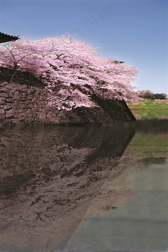 美丽的樱花景色图片