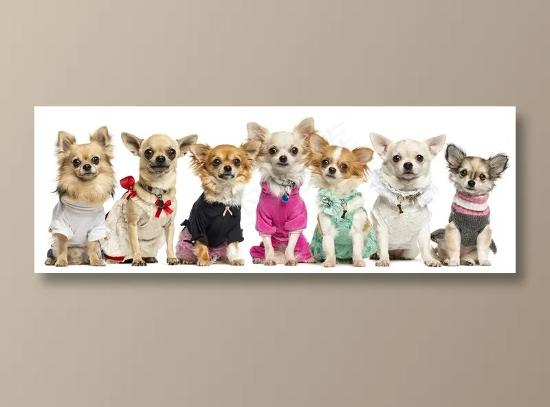 一排可爱的宠物狗狗图片