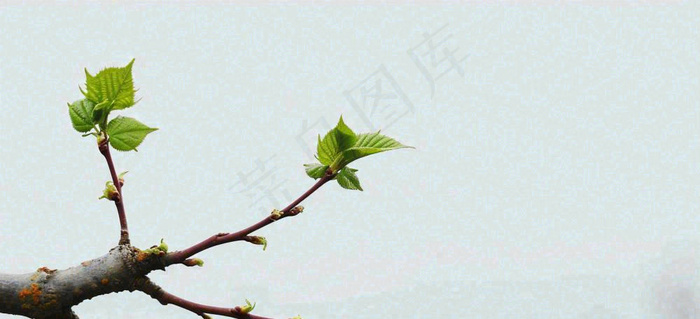 春天枝叶萌芽发芽绿叶，简约清新立春摄影图