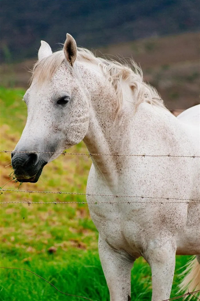 被圈养起来的一匹白马摄影高清图片