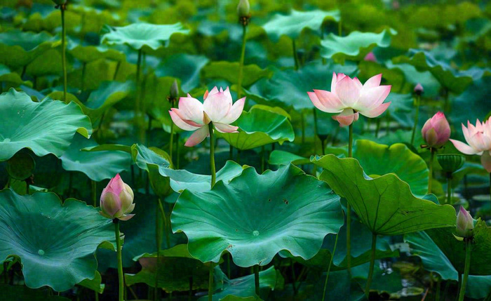 夏天荷塘荷花池荷叶绿色清新，夏至立夏大暑小暑摄影图