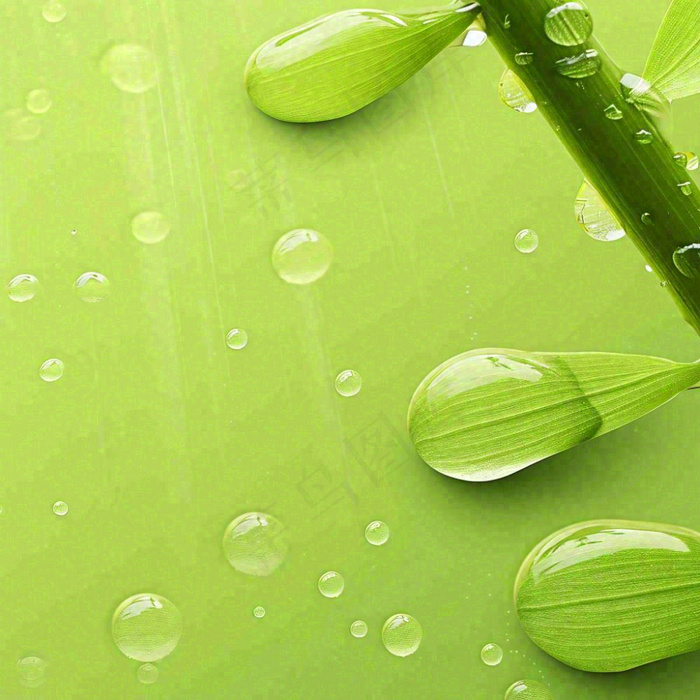 清新绿色春天绿芽叶子雨水露珠，春分谷雨摄影图