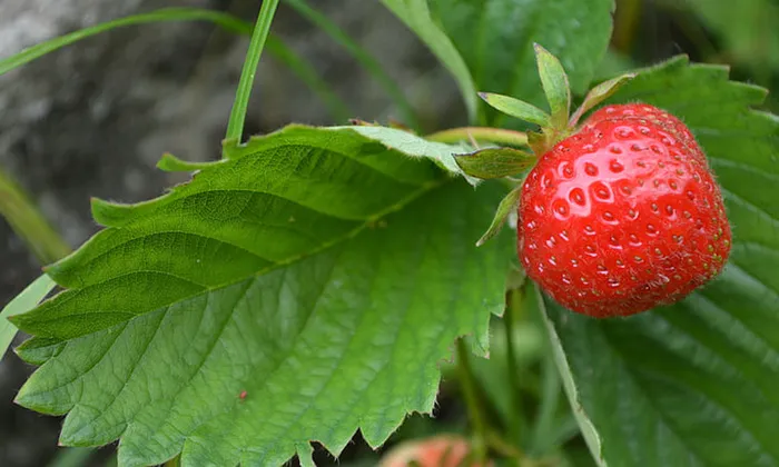 草莓 水果 红色素材 (36)