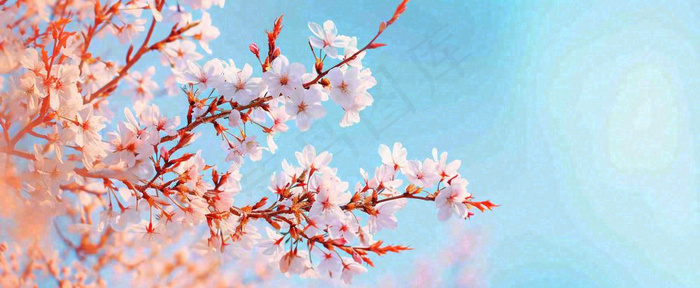 唯美粉色樱花花瓣春天浪漫梦幻蓝色，春分惊蛰摄影图