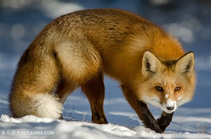 低头的小狐狸图片动物大全