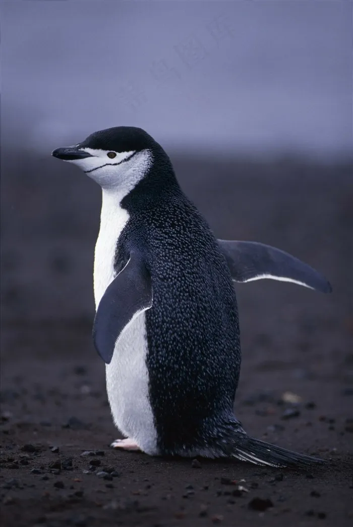 一只超可爱的企鹅